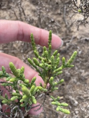 Arthroceras subterminale