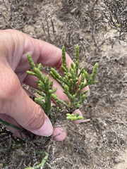 Arthroceras subterminale