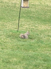 Sciurus carolinensis