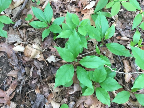 Bay starvine (Schisandra glabra)