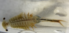 Eubranchipus bundyi