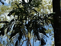 Hydriastele wendlandiana