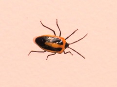 Arocera acroleuca