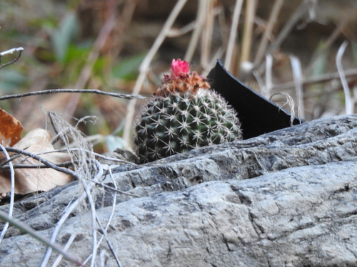 Parodia ocampoi