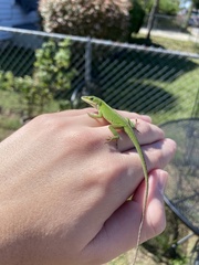 Anolis carolinensis