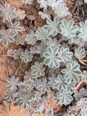 Lupinus brevicaulis