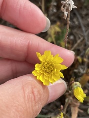 Malacothrix foliosa foliosa