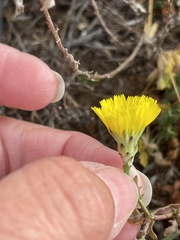 Malacothrix foliosa foliosa