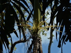 Hydriastele wendlandiana