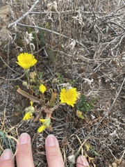 Malacothrix foliosa foliosa