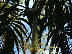 Hydriastele wendlandiana