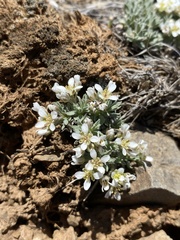 Cusickiella douglasii