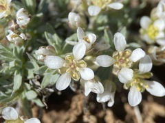 Cusickiella douglasii
