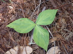 Trillium ovatum