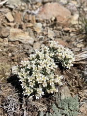 Cusickiella douglasii