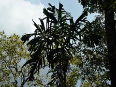 Hydriastele wendlandiana
