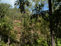 Hydriastele wendlandiana