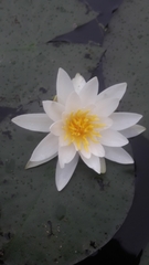 Nymphaea alba
