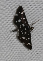 Bocchoris inspersalis