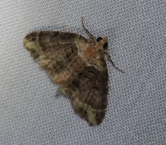 Eupithecia chlorophora