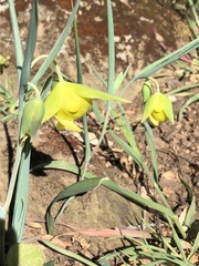 Calochortus pulchellus