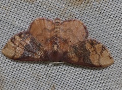 Metallaxis semipurpurascens