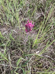 Castilleja purpurea