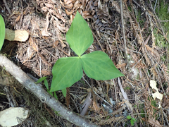 Trillium ovatum