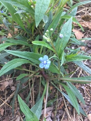 Omphalodes