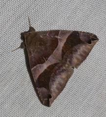 Bastilla arcuata