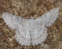 Pingasa rubimontana