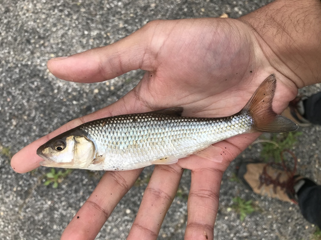 Fallfish from Swift Stream Pl, Columbia, MD, US on April 17, 2021 at 03 ...