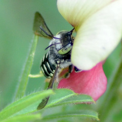 Anthidium psoraleae