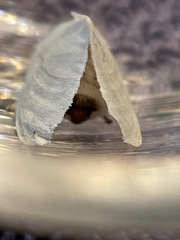 Trichiocercus mesomelas