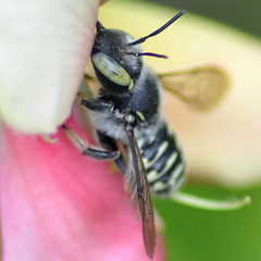Anthidium psoraleae