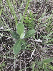 Hieracium longipilum