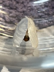 Trichiocercus mesomelas