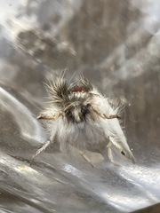 Trichiocercus mesomelas