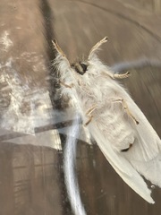 Trichiocercus mesomelas