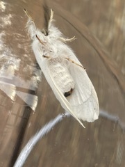 Trichiocercus mesomelas