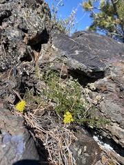 Cymopterus terebinthinus