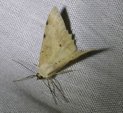 Luxiaria emphatica