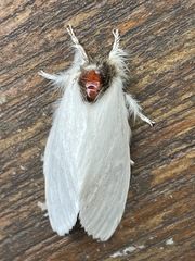 Trichiocercus mesomelas