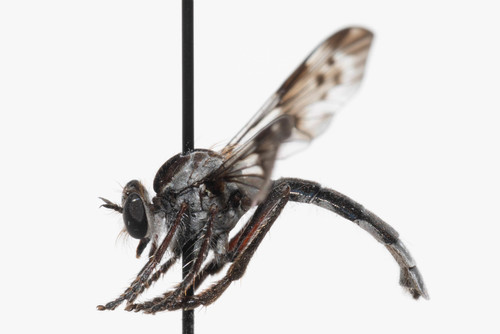Western Silvertip