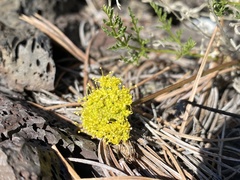 Cymopterus terebinthinus