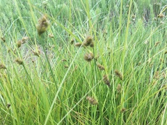 Carex unilateralis