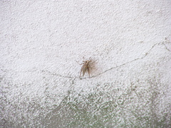 Amblytropidia australis