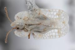 Corythucha immaculata