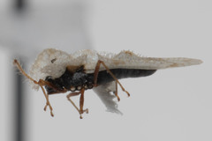 Corythucha immaculata