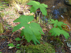 Petasites frigidus palmatus